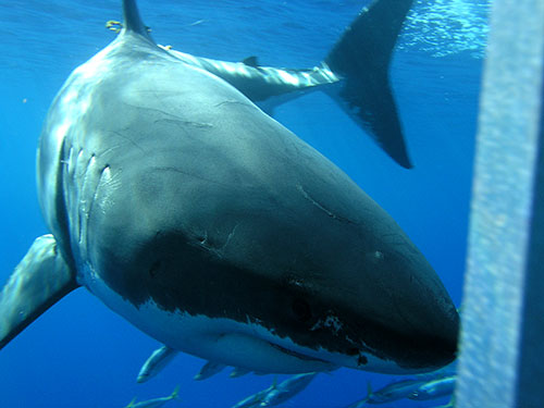 Carcharodon carcharias