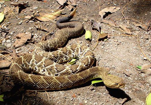 Crotalus basiliscus