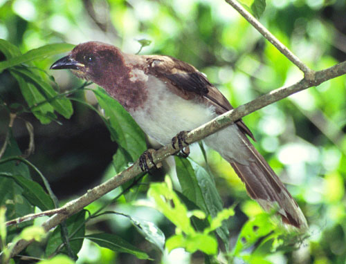 Cyanocorax morio