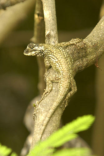 Sceloporus melanorhinus